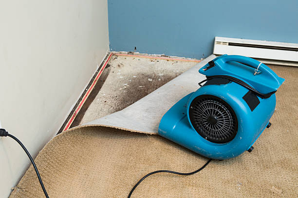 Best Mold removal after water damage  in Newberry, SC